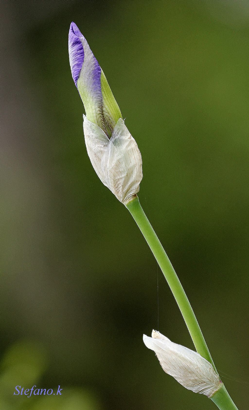 Ancora da sbocciare!!! Iris sp.